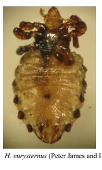<p>Haemtopinus Lice</p>