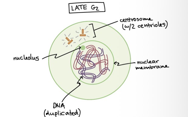 <ul><li><p>cell has doubled in size, and much of it original contents</p></li><li><p>Cytoplasm now has 2 centrosomes</p></li><li><p>Chromosomes have already replicated but cannot be distinguished</p></li><li><p>The microtubule organising centre (MTOC) is a structure found in eurkaryotic cells from which microtubules emerge</p></li></ul><p></p>