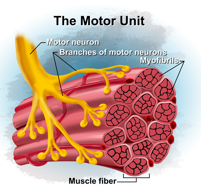 <p>A motor neuron and all muscle fibers it innervates.</p>