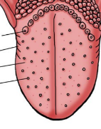 <p>(dorsal surface)</p><ul><li><p>small raised areas</p></li><li><p>contain taste buds</p></li><li><p>create sensitive surface with some friction</p></li></ul><p></p>