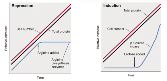 <p><strong>anabolic </strong>genes (<strong>biosynthetic</strong>) are typically subject to <strong>repression </strong>by the end-product</p><ul><li><p>the repressor protein is <strong>only attached </strong>when the end-product (the corepressor) is <strong>present</strong></p></li><li><p>when arginine is present, the repressor protein attaches and arginine biosynthesis enzymes stop working</p></li></ul><p></p><p><strong>catabolic </strong>genes (<strong>degradative</strong>) are typically <strong>induced </strong>by a substrate</p><ul><li><p>the repressor protein is <strong>only detached </strong>when the substrate (the inducer) is <strong>present</strong></p></li><li><p>when lactose is present, the repressor protein detaches and the lactase enzymes start working</p></li></ul><p></p>