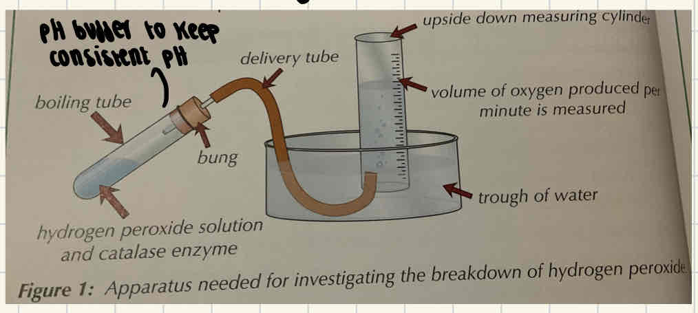 <ol><li><p>Put each boiling tube into a different temperature of water bath (e.g. 10, 20, 30, 40, 50 degrees)</p></li><li><p>Use a Pipette to ad the same volume of enzyme to each boiling tube.</p></li><li><p>Connect the delivery tube to the boiling tube through the bung and guide this under water to the measuring cylinder.</p></li><li><p>Record how much oxygen (product) is produced in the first minute.</p></li><li><p>Repeat 3x to calculate a mean.</p></li></ol>