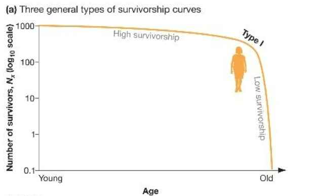 <p>type I survivorship curve </p>