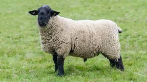 <ul><li><p>originated in England</p></li><li><p>meat breed</p></li><li><p>fast growing lambs, carcass yield</p></li><li><p>medium wool</p></li></ul><p></p>