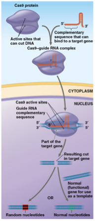<p><span>altering genes in a specific way</span></p><ul><li><p>CRISPR-Cas9 protein Cas9 is guided by guide RNA that leads to a target gene. Cas9 will cut both ends of the segment that’ll trigger a DNA repair system where the repair enzymes will add or remove random nucleotides- disabling a given gene </p></li><li><p>A template can be introduced with a normal copy of the gene that can be corrected </p></li></ul><p></p>