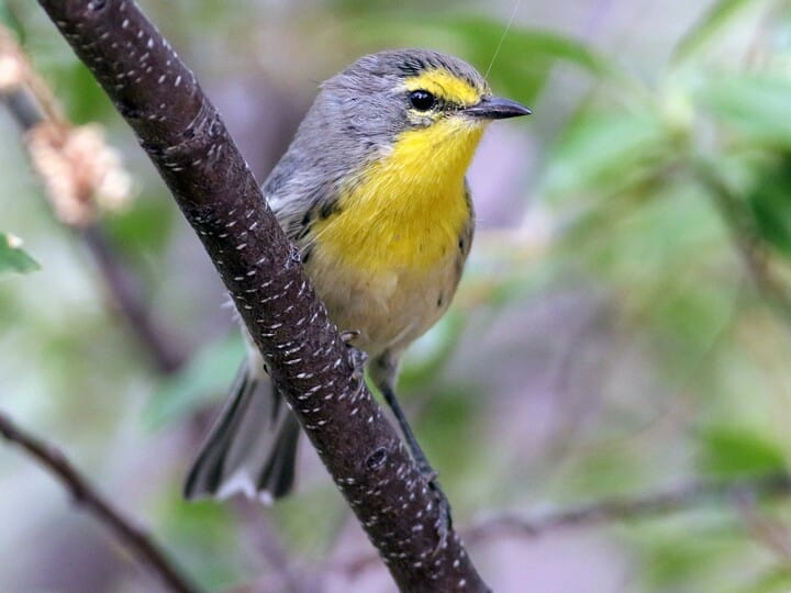 <p><span style="color: rgb(146, 146, 146);"><em>Grace’s</em> </span>Warbler</p><p> <span style="color: rgb(159, 157, 157);">(female pictured here)</span></p>