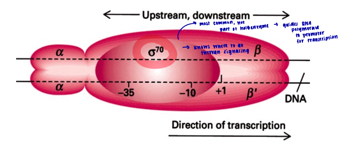 <p>recognizes the promotor region on the DNA to start transcription </p><ul><li><p>it’s not part of the holoenzyme, it just guides the RNA polymerase to the promotor region and it knows where to go through cell signaling </p></li></ul><p></p>