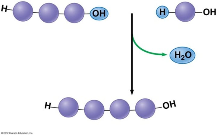 <p>chemical reaction that BUILDS macromolecules<br><br>-2 smaller molecules are joined together by <b>removing</b> an H₂O (water) molecule<br>-Requires enzymes to speed up reaction<br>-"Anabolic" reaction (smaller --&gt; larger)<br><br>A + B --&gt; AB + H₂O</p>