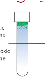 <p>What kind of organisms would grow like this in a tube with high O2 at the top to low O2 at the bottom?</p>