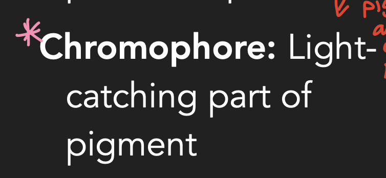 <p>They are located in pigments. </p>