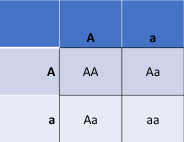 <ul><li><p><span>A cross between two individuals that are heterozygous for one character is called a <strong>monohybrid cross</strong>.</span></p><ul><li><p><span>Mono – one.&nbsp;</span></p></li><li><p><span>Hybrid - a thing made by combining two different elements (in this case, heterozygous)</span></p></li></ul></li><li><p><span>Result:&nbsp;</span></p><ul><li><p><span>1 homozygous dominant</span></p></li><li><p><span>2 heterozygotes</span></p></li><li><p><span>1 homozygous recessive</span></p></li></ul></li></ul><p><br><br></p>