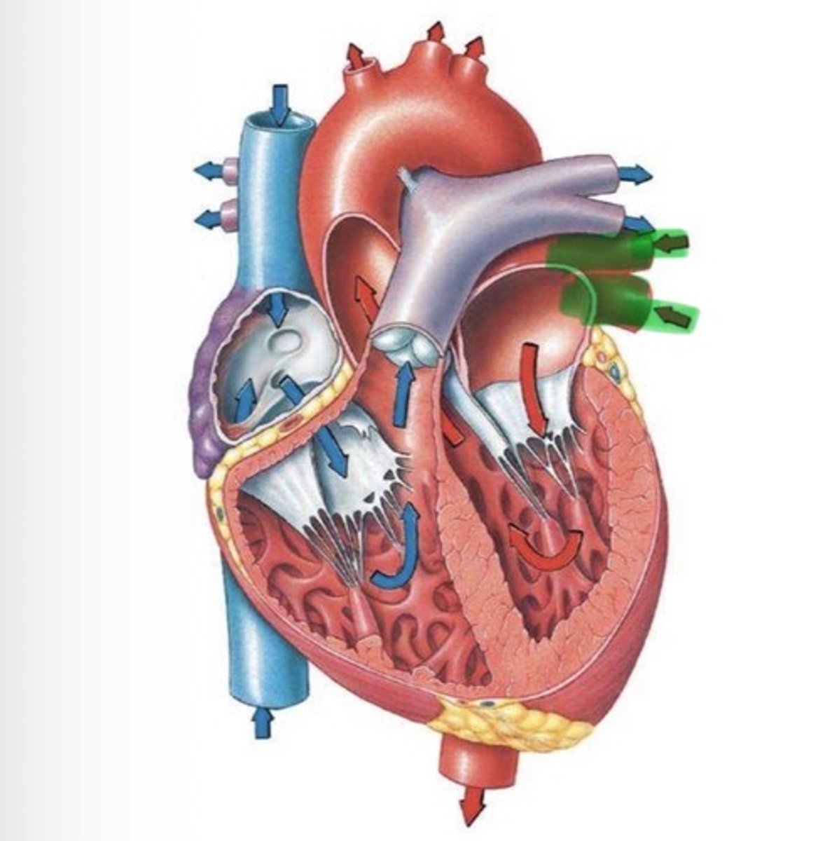 knowt flashcard image