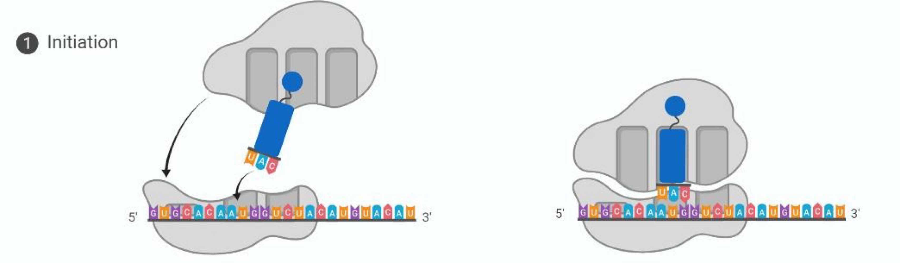 <p>Small ribosomal subunit attaches to mRNA, large subunit attaches to small subunit, tRNA start codon enters A-site with complementary anticodon</p>