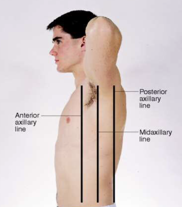 <p>anterior axillary, posterior axillary, midaxillary lines </p>