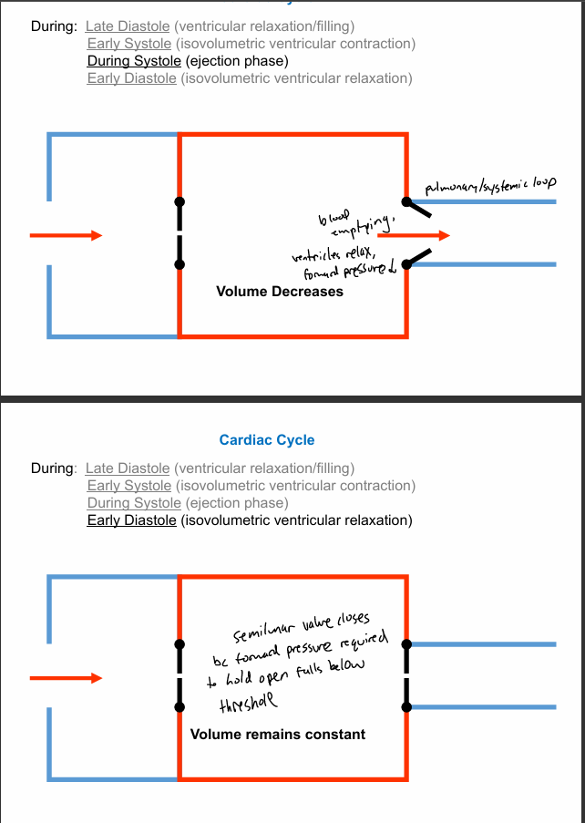 <p>cardiac cycle steps 3-4</p><ol start="3"><li><p>pressure in left ventricle lowers below aorta —&gt; SL valve shuts</p><ol><li><p>isovolumetric ventricular relaxation </p></li></ol></li><li><p>pressure in ventricles falls below that of the atria —&gt; AV opens </p><ol><li><p>filling; ventricle relaxed</p></li></ol></li><li><p>atrial contraction delivers final blood to ventricles </p></li></ol><p></p>