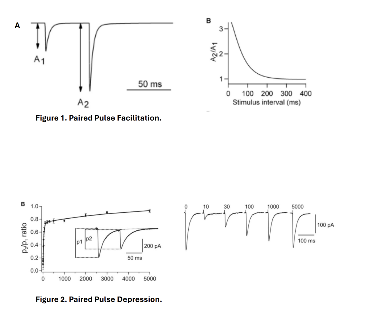 <ul><li><p>the extent of increase of the second EPSC</p></li><li><p>The<strong> longer</strong>&nbsp;the interval between the two stimuli→ the <strong>lower</strong> the amplitude of the second EPSC generated&nbsp;</p><ul><li><p>because there will be<strong> less</strong>&nbsp;residual calcium available for the arrival of the second AP at the presynaptic terminal</p></li></ul></li></ul><p></p>