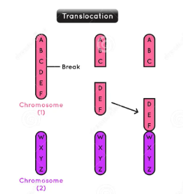 <p>a piece of one chromosome breaks off and attaches to another chromosome</p>