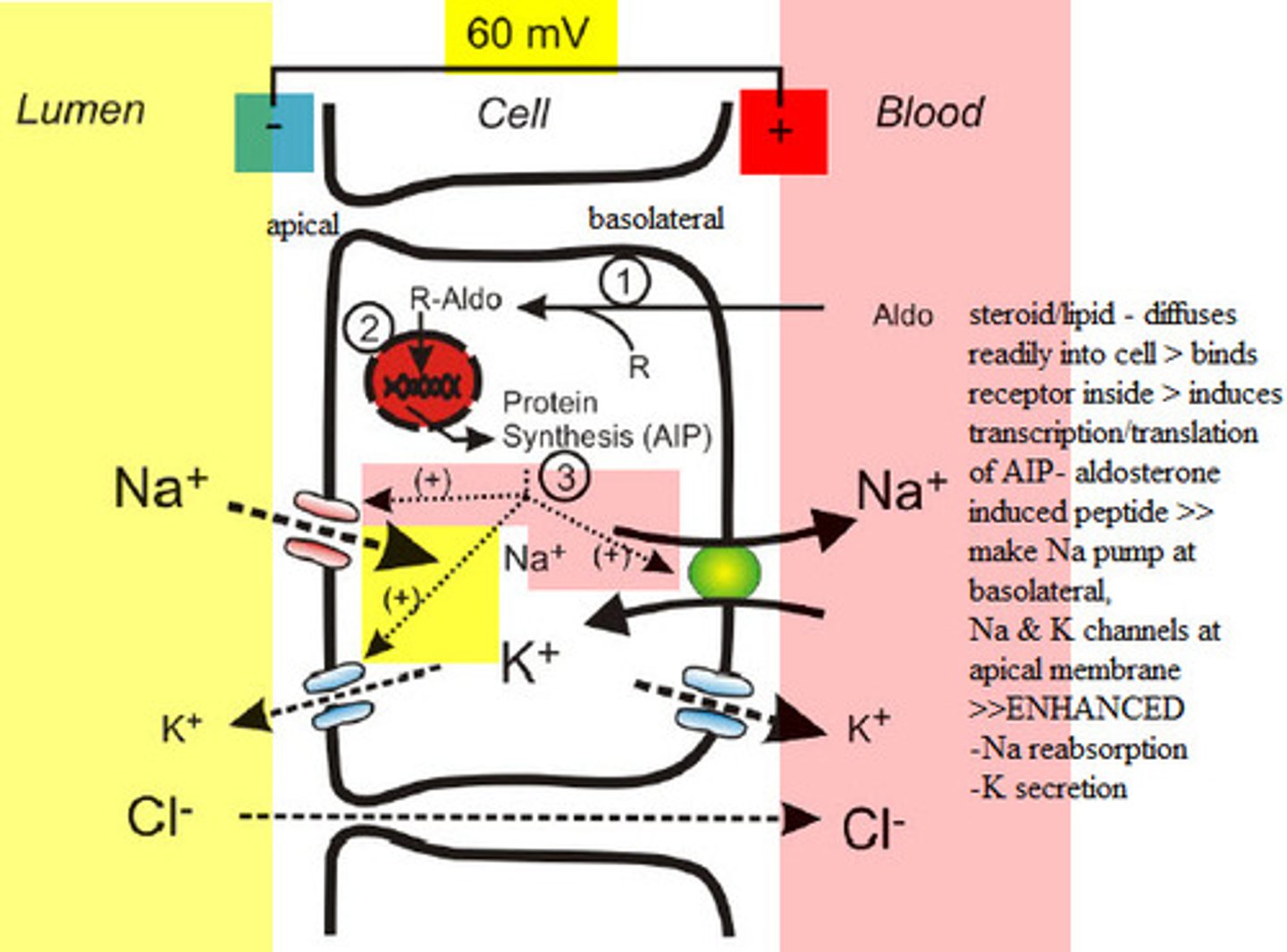<p>Aldosterone increases Na+ reabsorption and K+ secretion in the cortical collecting ducts</p>
