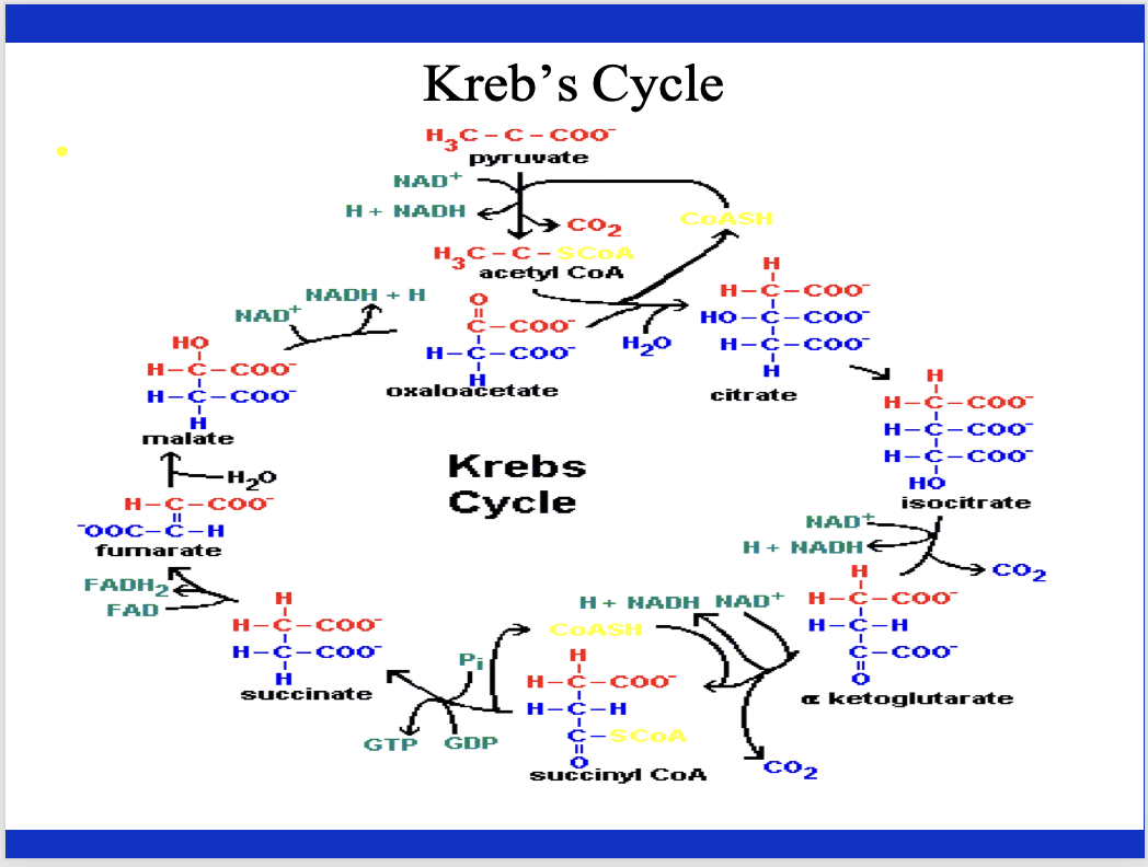 <p>Explain the Krebs cycle briefly. What are some key things associated with the Krebs cycle.</p>