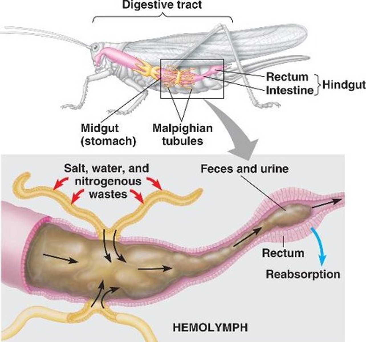 <p>Excretory organs filtering hemolymph and excreting nitrogen waste into gut for elimination.</p>