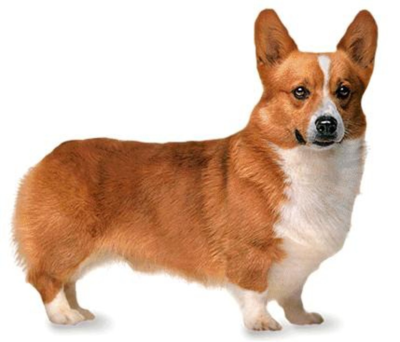 <p>Herding</p>