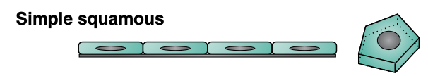 <p>Simple squamous epithelium is ____ thick and must be _____ </p><p>Found lining the ____</p>