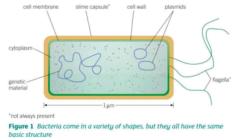 <p><strong>Prokaryotic cells</strong></p><ul><li><p>Found in bacteria and archaea</p></li><li><p>No nucleus</p></li><li><p>Found in unicellular organisms</p></li><li><p>No membrane bound organelles</p></li><li><p>Smaller</p></li><li><p>No membrane bound organelles</p></li><li><p>Reproduction is asexual</p></li><li><p>DNA is circular. Can have one or more small rings (plasmids)</p></li><li><p>Has cell wall</p></li></ul><p><strong>Eukaryotic cells</strong></p><ul><li><p>Found in animals and plants</p></li><li><p>Has nucleus</p></li><li><p>Found in multicellular organisms</p></li><li><p>Have membrane bound organelles </p></li><li><p>Reproduction is sexual </p></li><li><p>DNA is linear </p></li><li><p>Cell wall is for plants only</p></li></ul>