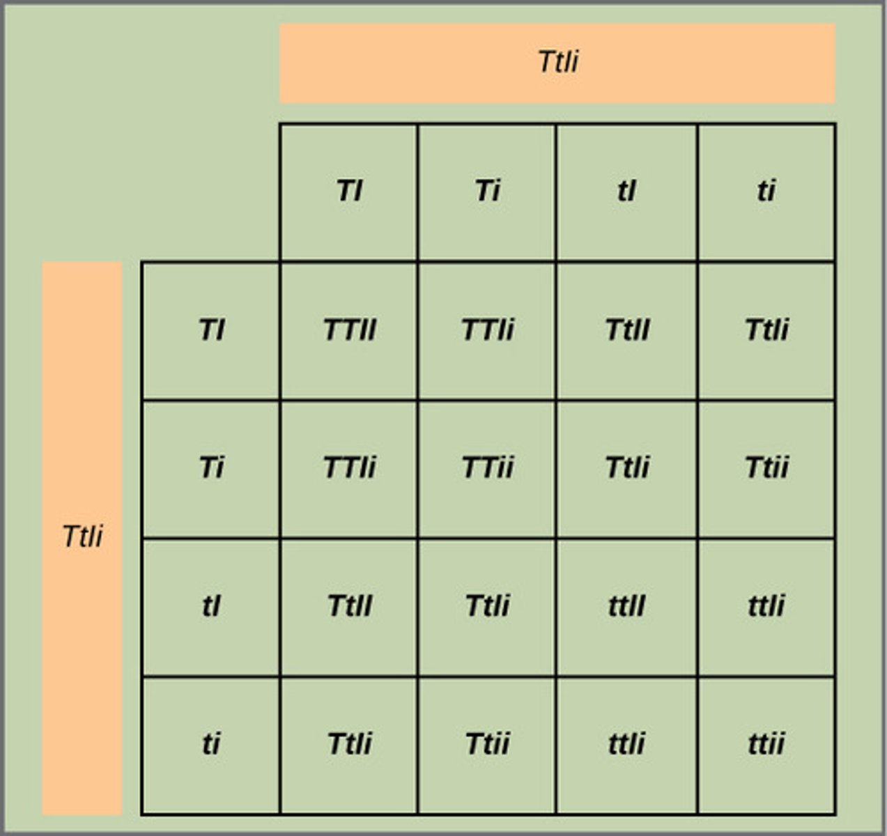 <p>resultant combinations of offspring</p>