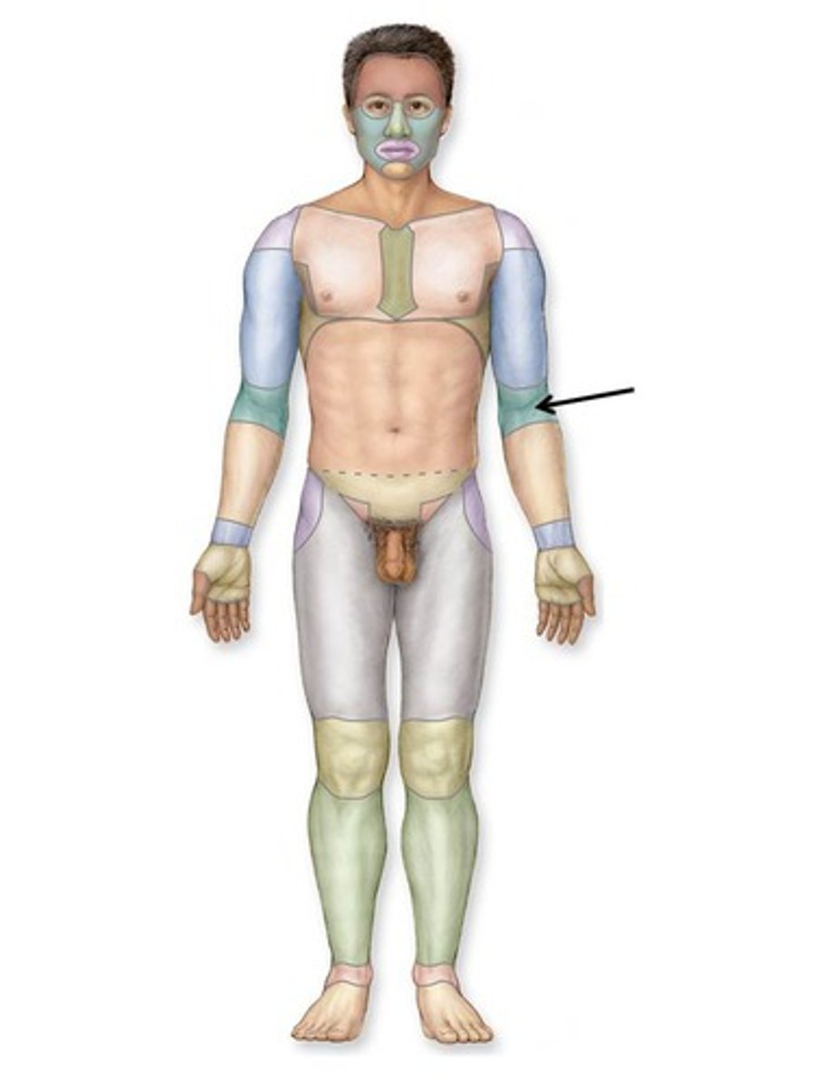 <p>anterior surface of elbow</p>