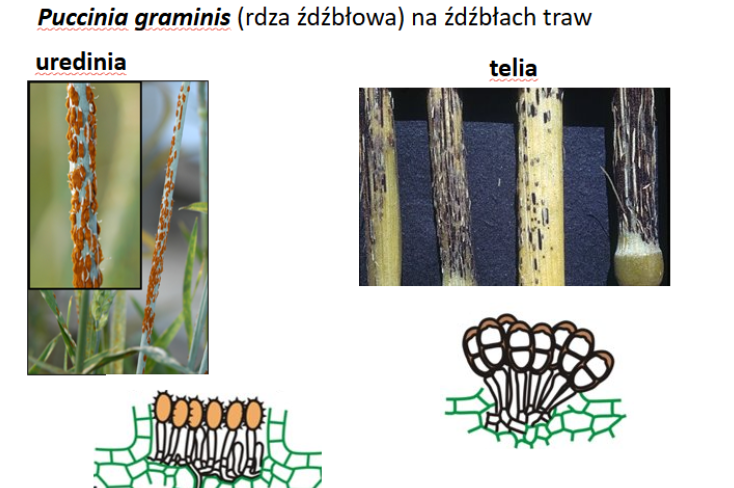 <p>Puccinia graminis (TELIA)</p><p>Gr.: BASIDIOMYCOTA – grzyby podstawkowe</p><p>Podgr.: PUCCINIOMYCOTINA </p><p>Kl.: Pucciniomycetes </p><p>Rz.: Pucciniales </p>