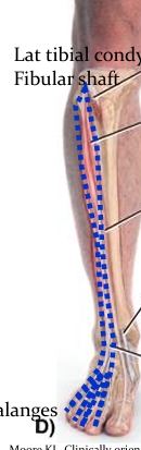 <p>Name this muscle&nbsp;</p>