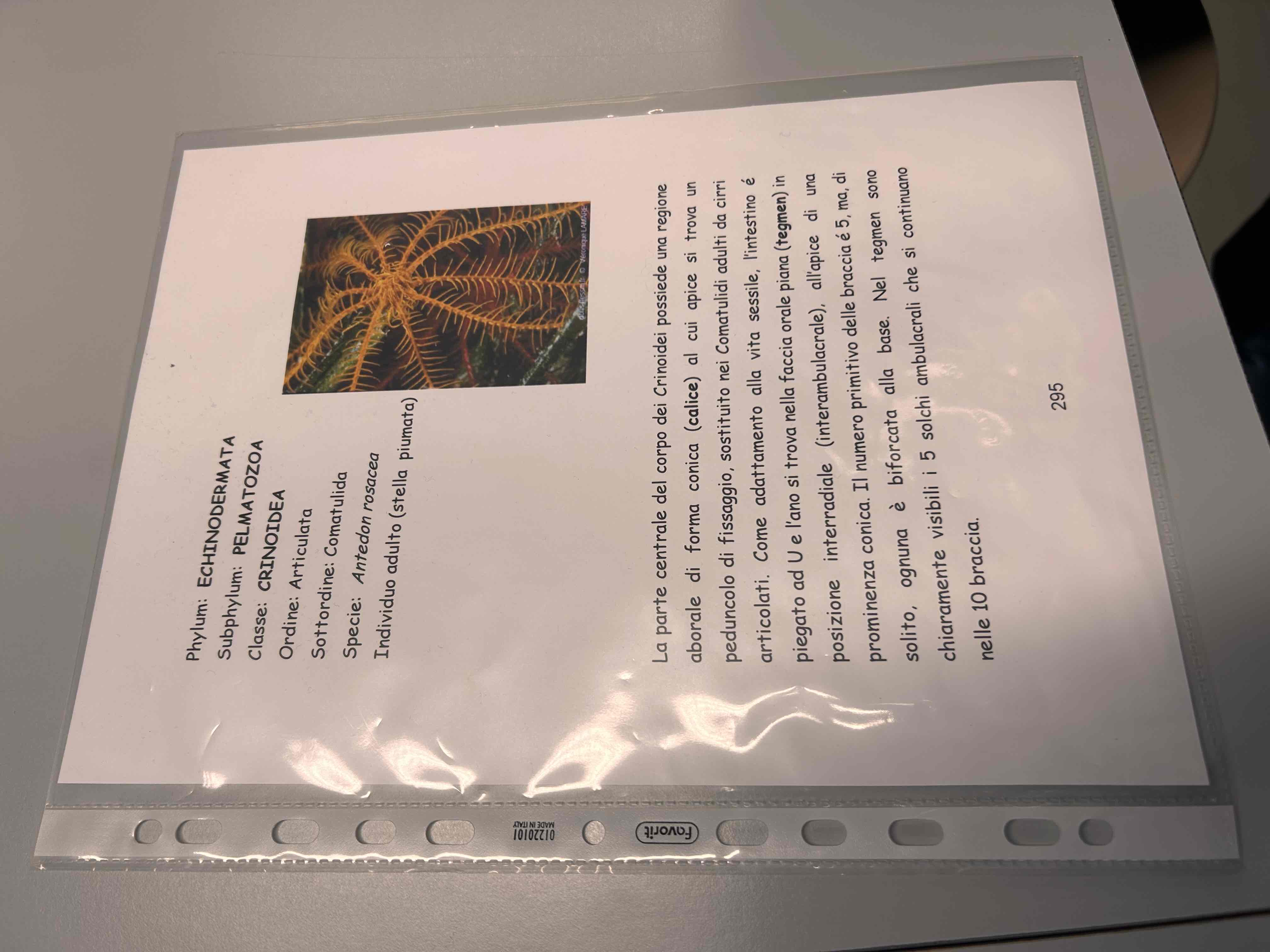 <p>Echinodermata</p><p>Crinoidei</p><p>Antedon rosacea (adulto)</p>