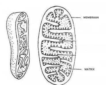 Mitochondriën (Functie/Definitie)