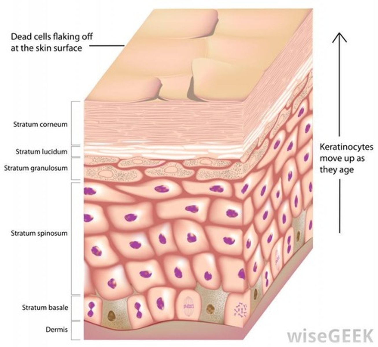 <p>Outer layer of skin, composed of epithelium.</p>