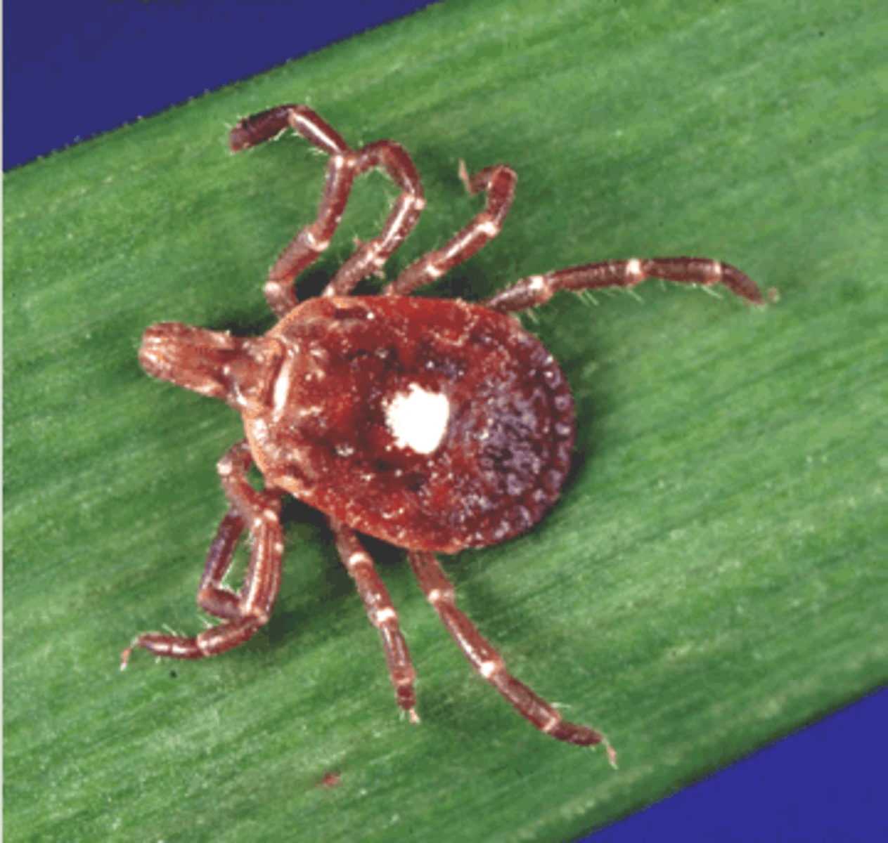 <p><span>Identify this tick (scientific and common names) and name two or more diseases that it transmits.</span></p>