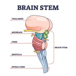 <p>Thalamus</p>