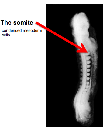 <ul><li><p>somites &gt; condensed mesodern cells</p></li></ul>