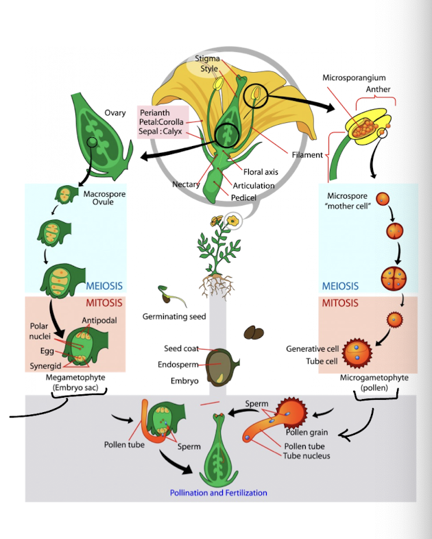 <p>in meiosis diploid parent cell, macrospore or microspore, divides into four haploid cells (spores)</p><p>macrospore → haploid cell develops into four cells, embyronic sac cell and 3 degenerate cells</p><p>microspore → haploid cell develops into four cells, pollen tetrad</p><p>spores are gametophyte generation - will form embryo sac or pollen grain</p>