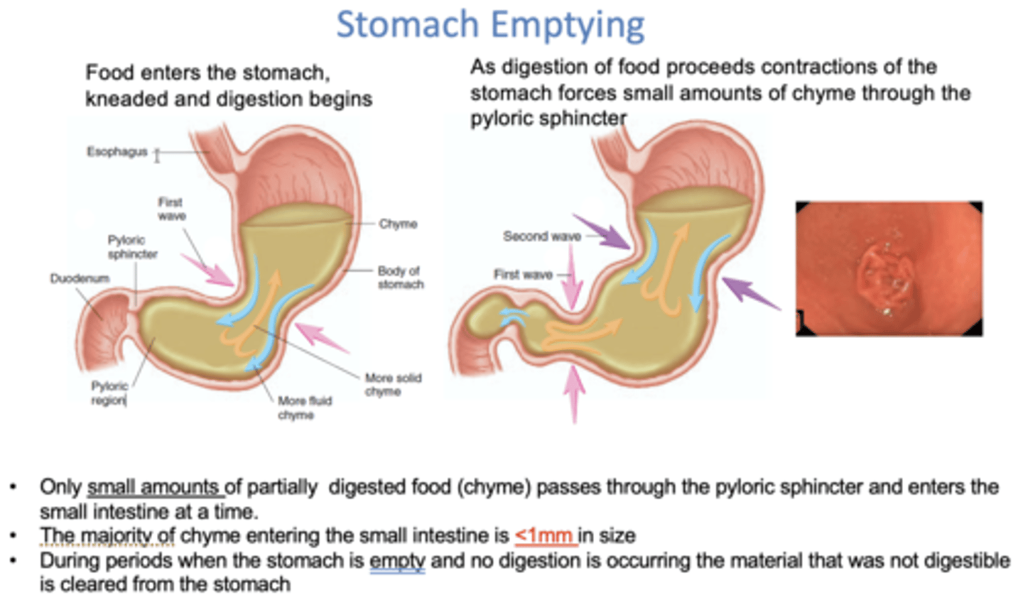 <p>Cleared from the stomach</p>