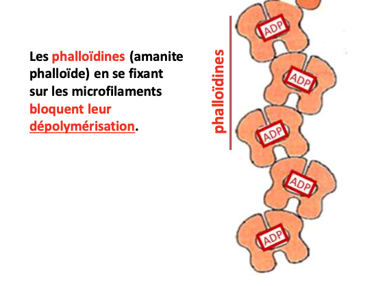 <p></p><ul><li><p><strong>Type :</strong> Molécule pharmacologique inhibitrice (<strong>Amanita phalloides</strong>.)</p></li><li><p><strong>Filament :</strong> Microfilaments d’actine</p></li><li><p><strong>Fonction :</strong> Stabilise les filaments d’actine, bloque la dépolymérisation</p></li></ul><p></p>