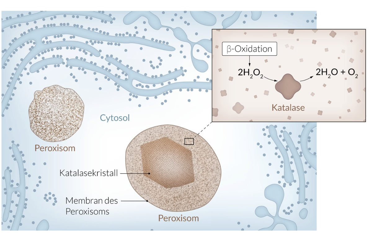 <p>D. Peroxisomes</p>