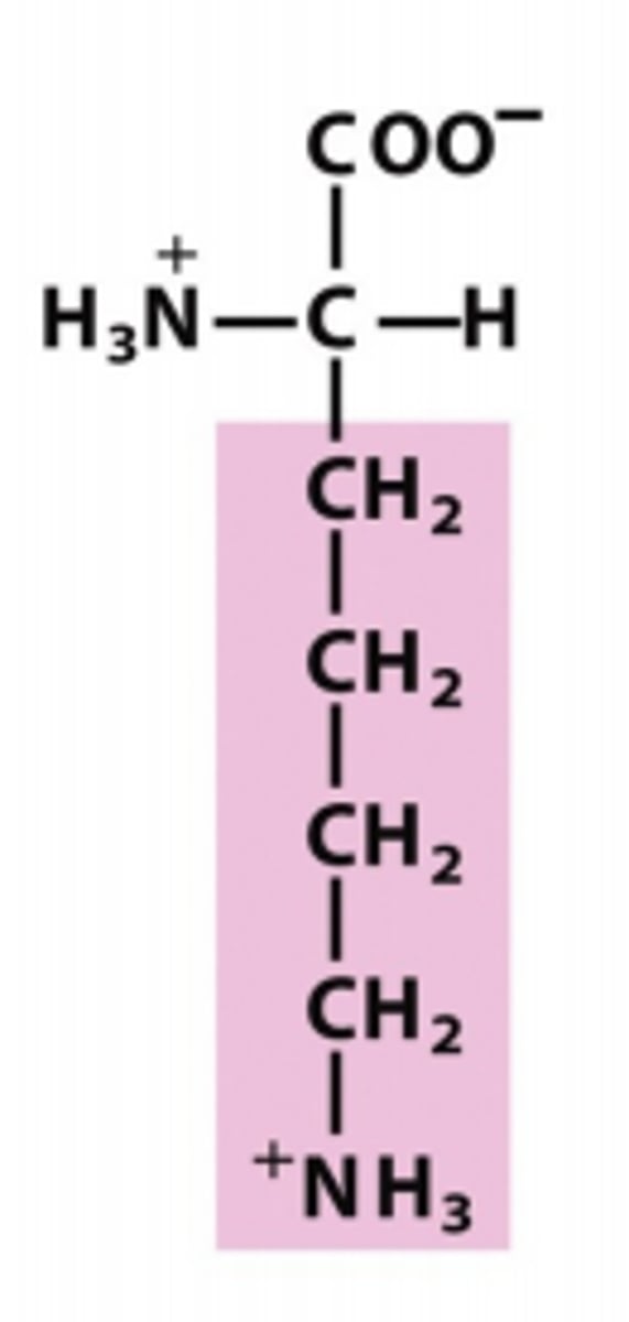 <p>Which amino acid is this?</p>