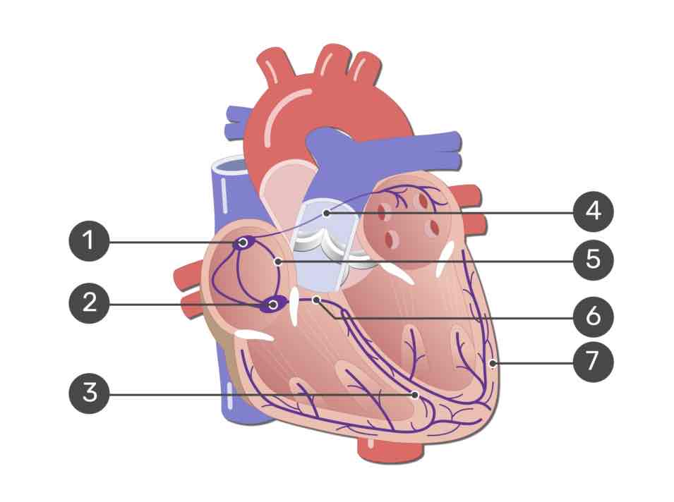 <p>#5</p>