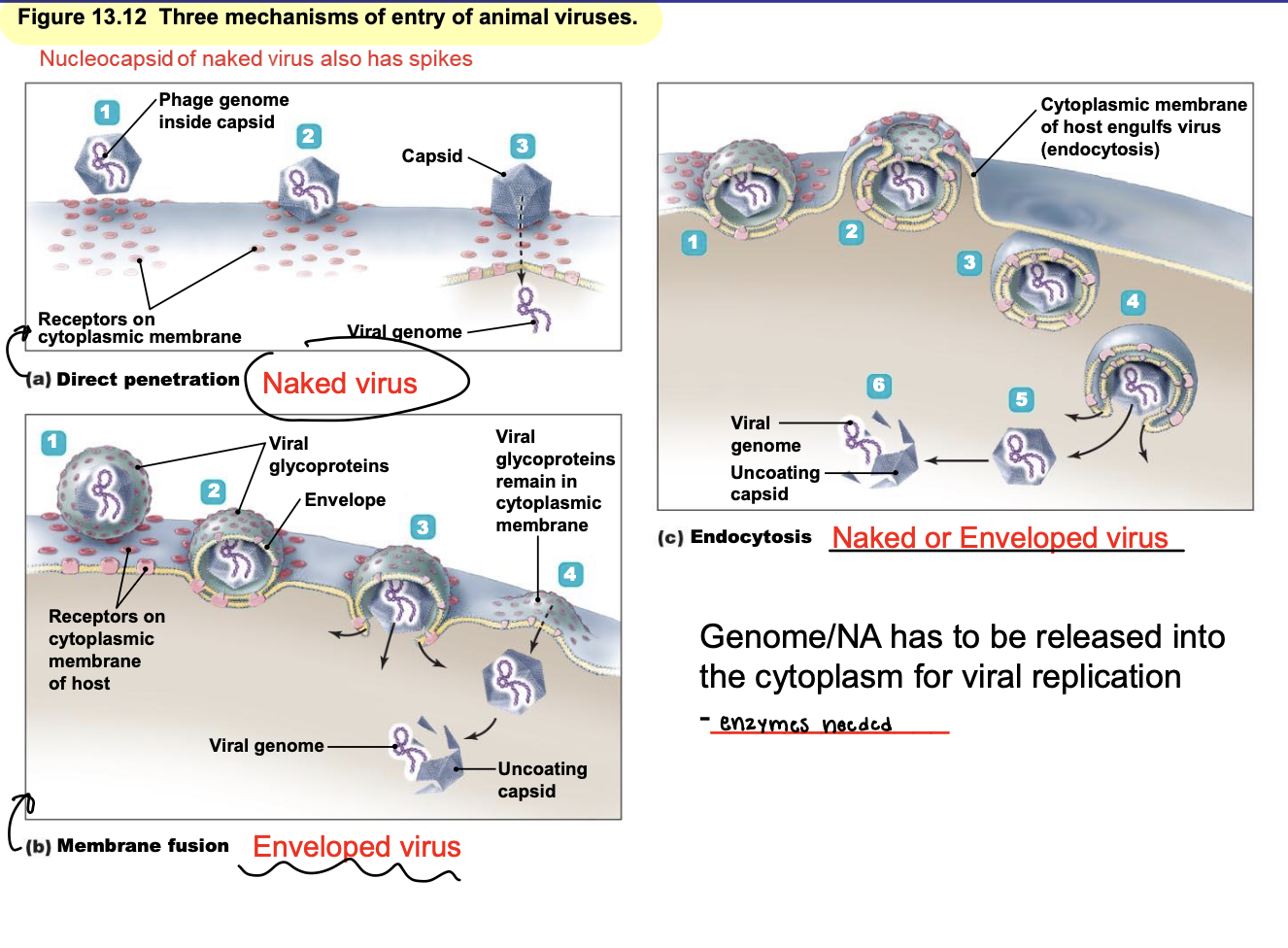 <ul><li><p><span style="color: red;"><strong>Direct <u>penetration:</u></strong></span><span style="color: blue;"> </span>only<strong> nucleic acid</strong> enters host cell</p><ul><li><p>For <u>naked </u>viruses ONLY </p></li></ul></li><li><p><span style="color: red;"><strong>Membrane fusion: </strong></span>only <strong>nucleocapsid</strong> enters </p><ul><li><p>For enveloped viruses ONLY </p></li></ul></li><li><p><span style="color: red;"><strong>Endocytosis:</strong></span><strong> entire enveloped OR naked virus enters the cell </strong></p><ul><li><p>Specific to animal cells!</p></li></ul></li><li><p>Viruses that enter cell with capsid intact are uncoated inside the cell → the genetic information is floating around (nucleic acid) </p><ul><li><p>Genome/Nucleic Acid has to be released into the cytoplasm for viral replication = <strong>enzymes needed </strong></p></li></ul></li></ul><p></p>