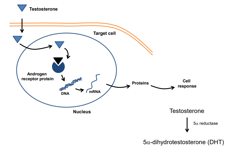 <ul><li><p class="">Testosterone enters cell, binds androgen receptor</p></li><li><p class="">Complex binds DNA → protein production → cell response</p></li><li><p class="">In some tissues, testosterone → DHT via 5α-reductase</p></li><li><p class="">DHT = more potent; needed for full androgen effect</p></li><li><p class="">5α-reductase inhibitors ↓ DHT (used in treatment)</p></li><li><p class="">Enzyme dysfunction → ↓ DHT → hyposecretion effects</p></li></ul><p></p>