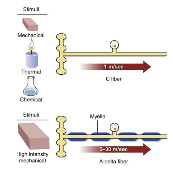<p>what are types of nociceptors?</p>