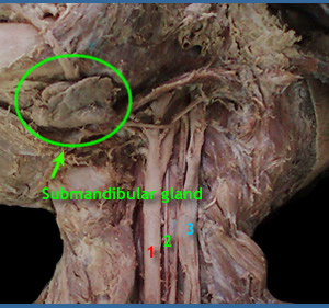 <p>Major salivary gland -  responsible for the production and secretion of saliva</p><p>Located beneath the jaw, walnut-shaped</p>