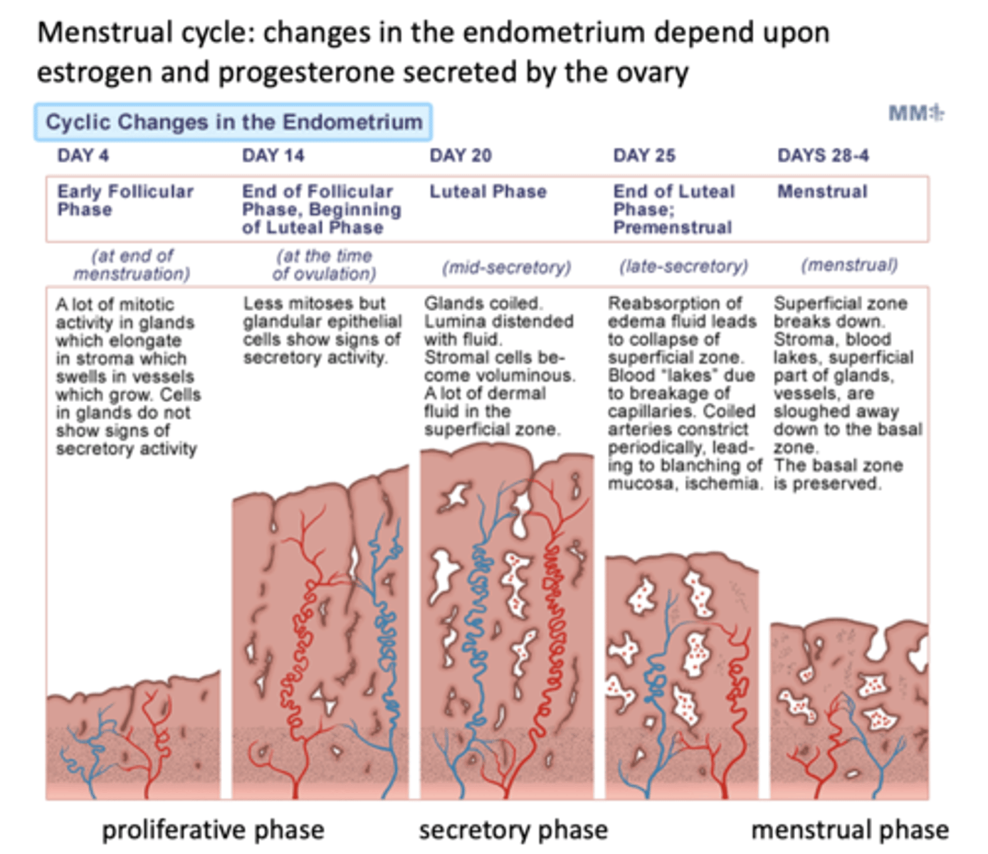 <p>follicular phase</p>