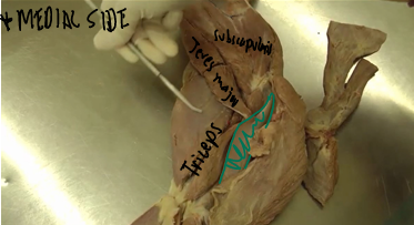 <p><span>Brachial Region (Arm)</span></p>