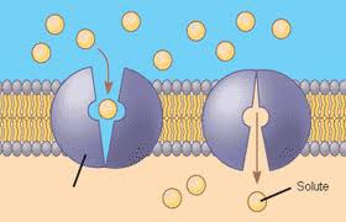 <p>- Membrane proteins that bind to and transport 1 > particles of a substance from one side to the other.</p><p>- Along concentration gradient</p><p>- Passive transport</p><p>- Responsible for facilitated diffusion</p><p>- Changes shape when bound to molecule</p><p>- Protein returns to OG shape after molecule is transported</p><p>Transports: larger molecules</p>